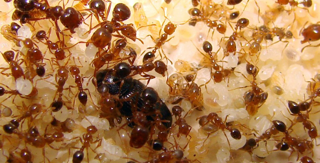 Kiến và cách tiêu diệt các loại kiến